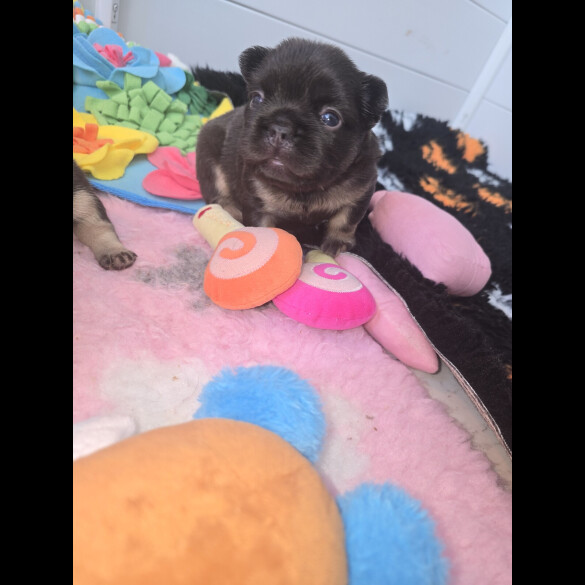French Bulldog