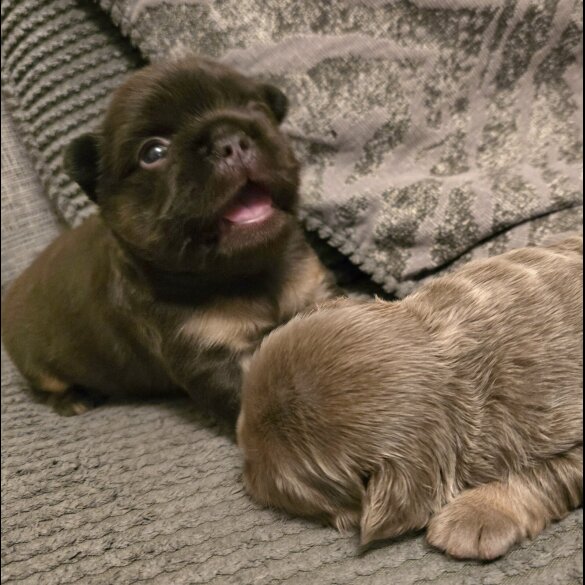French Bulldog