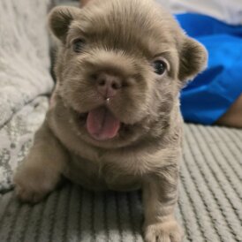 French Bulldog