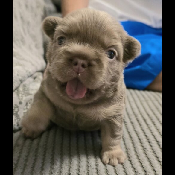 French Bulldog