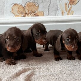 Dachshund (Smooth Haired) - Both