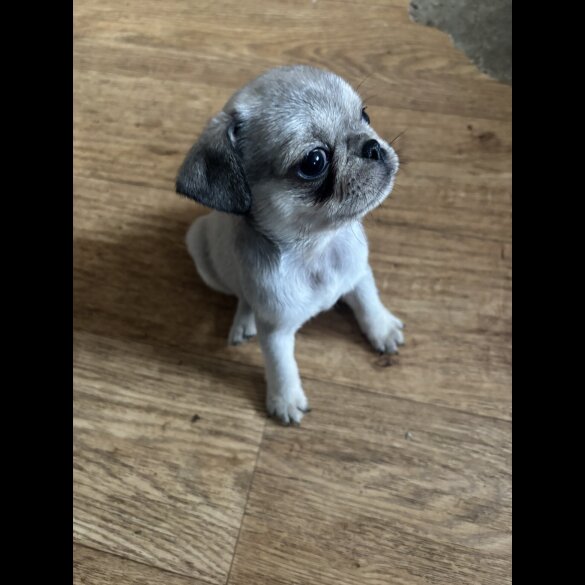 Pug