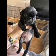 Pug
