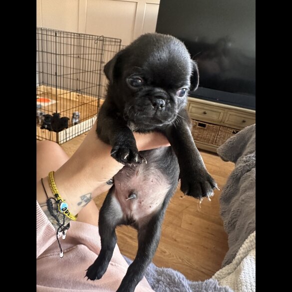 Pug