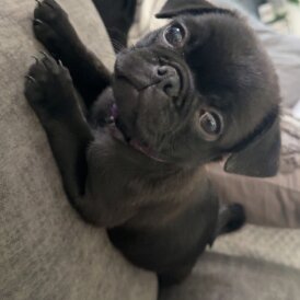 Pug