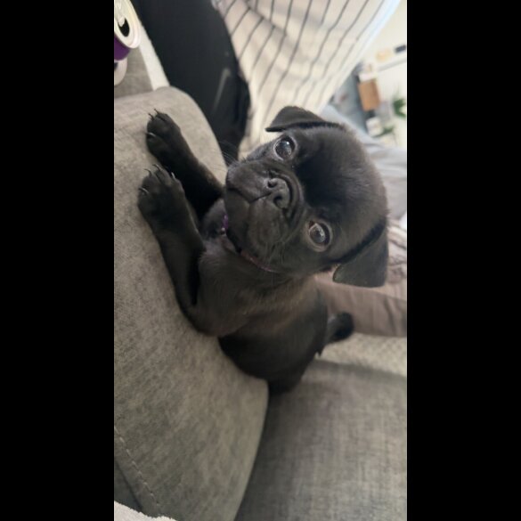 Pug