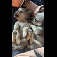 Pug