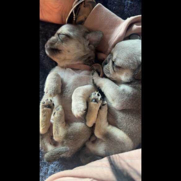 Pug