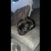 Pug