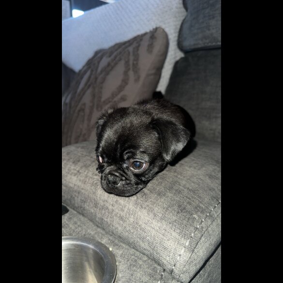 Pug