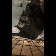 Pug