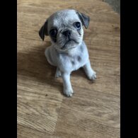 Pug