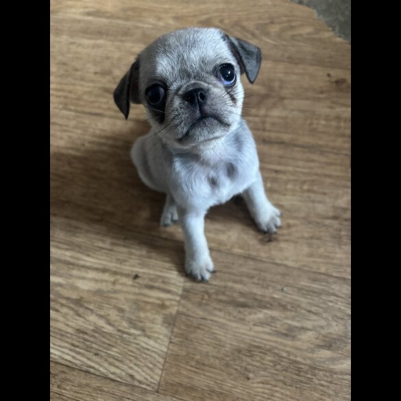 Pug