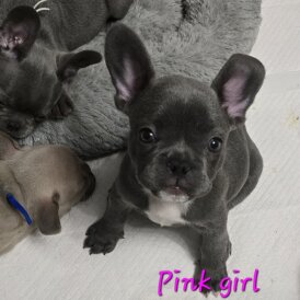 French Bulldog