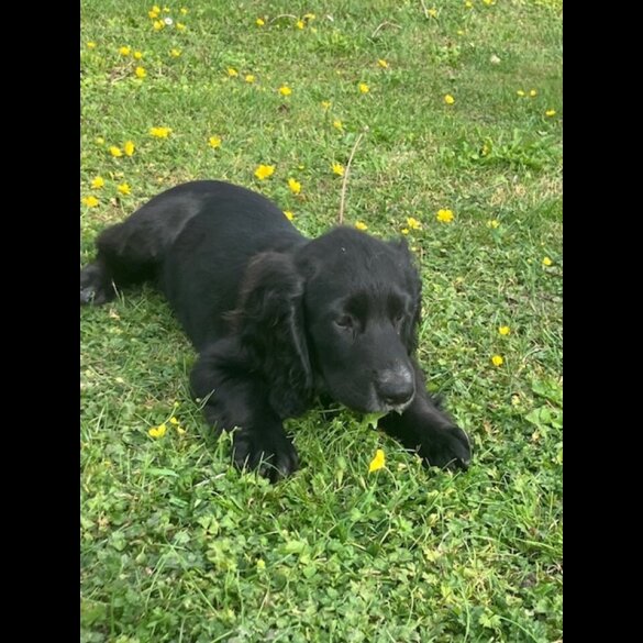 Cocker Spaniel (Working)