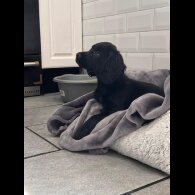 Cocker Spaniel (Working)