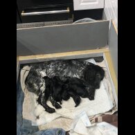 Cocker Spaniel (Working)