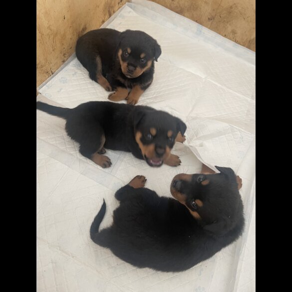 Rottweiler - Both