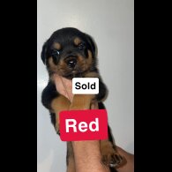 Rottweiler - Both