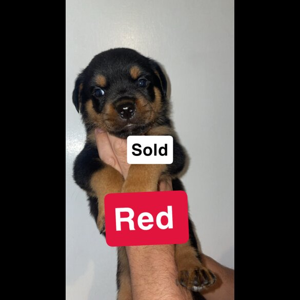 Rottweiler - Both