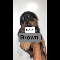 Rottweiler - Both