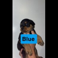 Rottweiler - Both