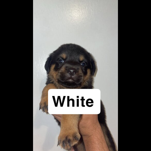 Rottweiler - Both