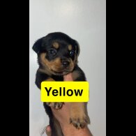 Rottweiler - Both