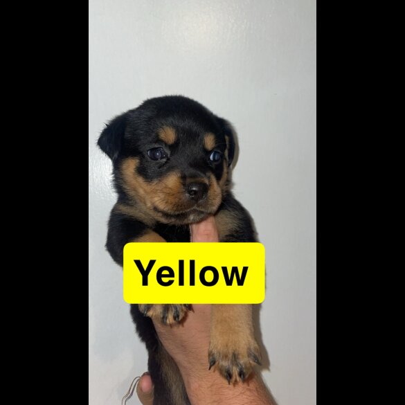 Rottweiler - Both
