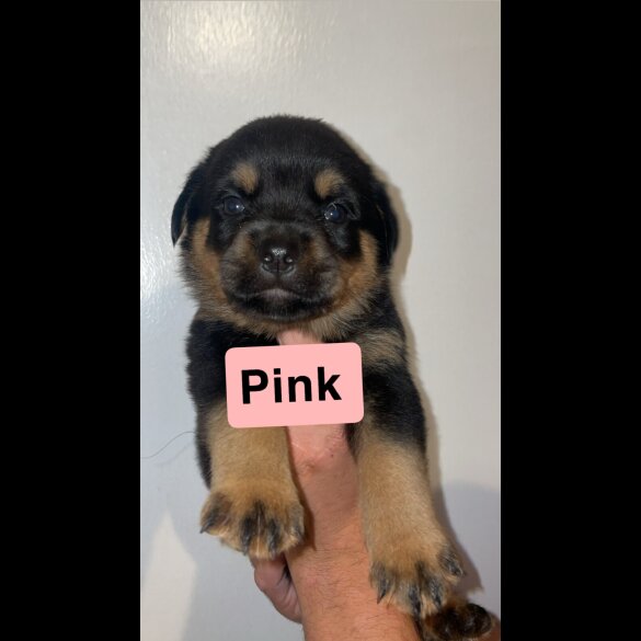 Rottweiler - Both