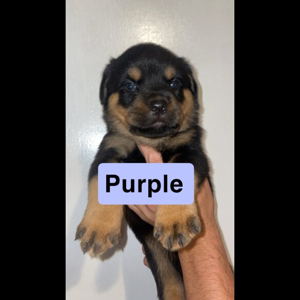 Rottweiler - Both