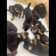 Rottweiler - Both