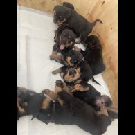 Rottweiler - Both
