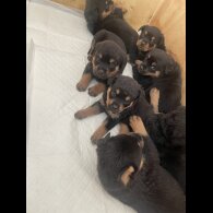 Rottweiler - Both