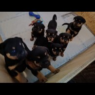 Rottweiler - Both