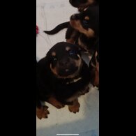 Rottweiler - Both