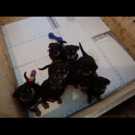 Rottweiler - Both