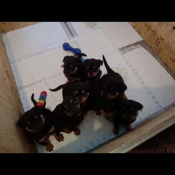 Rottweiler - Both
