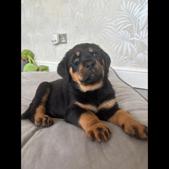 Rottweiler - Both