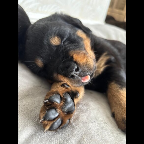 Rottweiler - Both