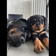 Rottweiler - Both