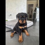 Rottweiler - Both