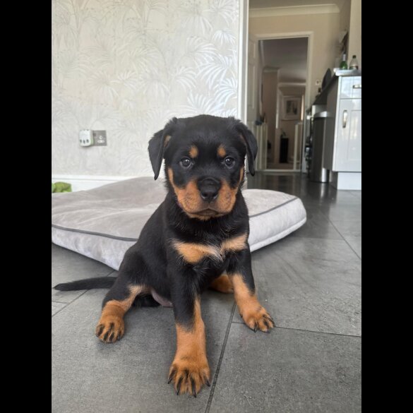 Rottweiler - Both