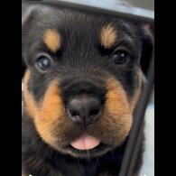 Rottweiler - Both