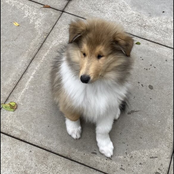 Rough Collie