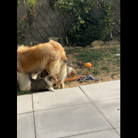 Rough Collie