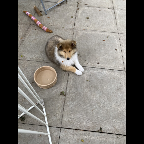 Rough Collie