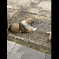 Rough Collie