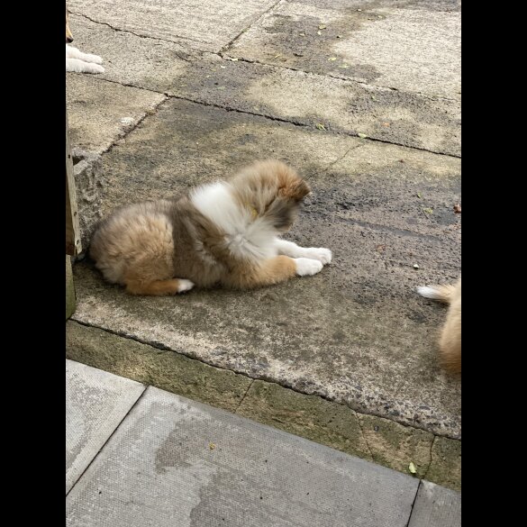 Rough Collie