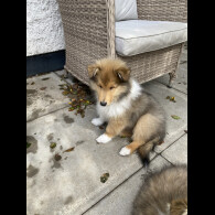 Rough Collie